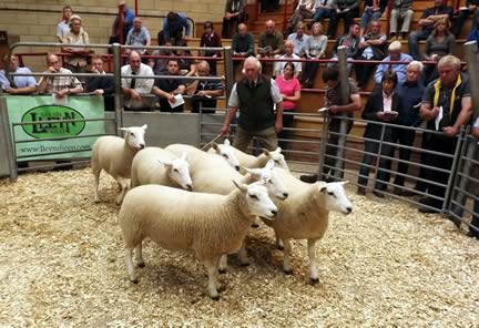 WW & JJ McCurdie sells shearlings for £240