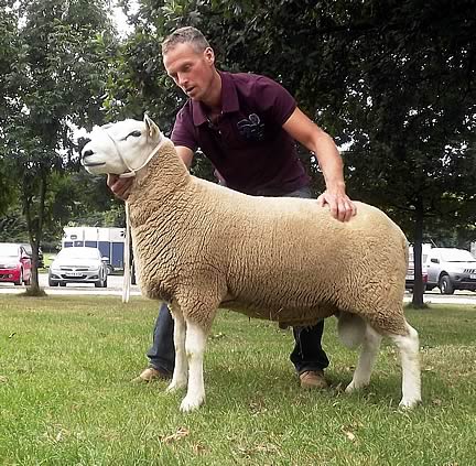 Ruthin 2013 - Champion Ram WJ & DJ Williams 5400gns