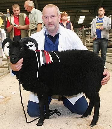 Hebridean shearling ewe