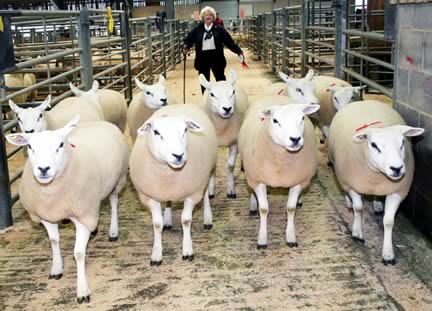 Ann Myers with the first prize Texel gimmer shearlings.