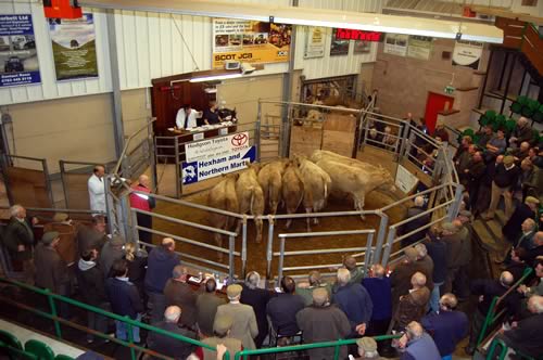 Hexham Mart Store Cattle Sale Ring