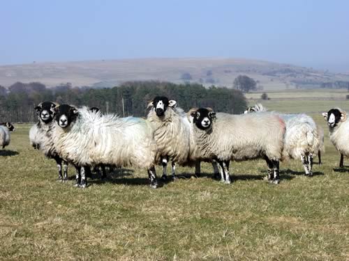 Crosby Ravensworth Moor