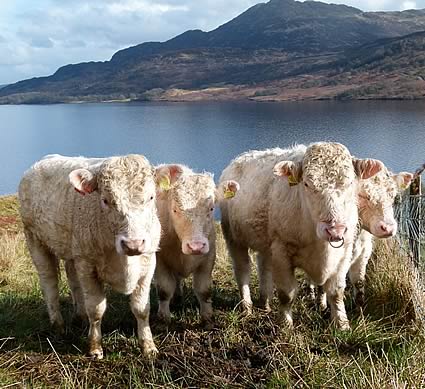 Whitebred Shorthorn cattle