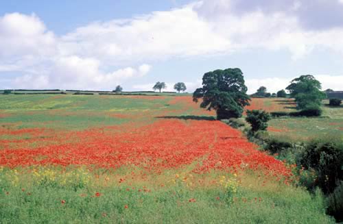 Farm Images