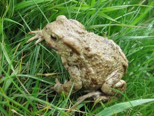 Frog