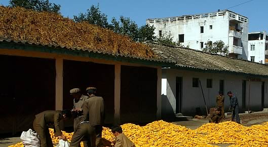 Maize harvest in DPR Korea