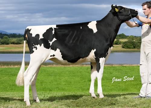 Sale leader at 2,500gns was Ernevale Lavanguard Rosina