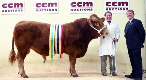 Paul Harrison with his Skipton South Devon supreme champion bull, joined by judge Richard Ford.