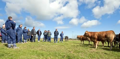 Eye to eye with quality sucklers on the Chesney family farm on the lower Ards Peninsula, closer to Ayr than to Belfast!.