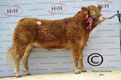 Ronick Honey - 20,000gns