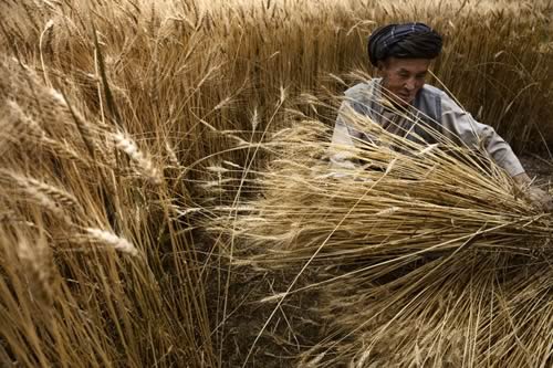 Maize harvest in DPR Korea