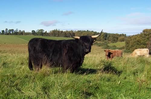 Highland Cow