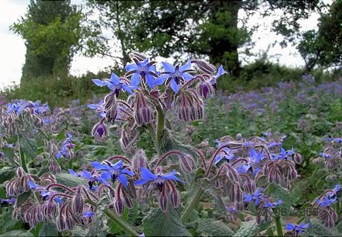 Borage