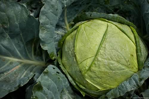 Cabbage