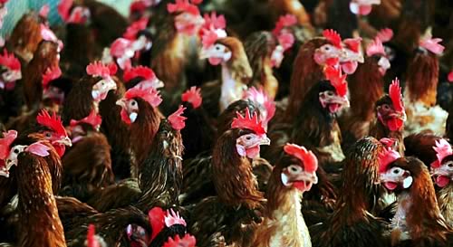 Hens