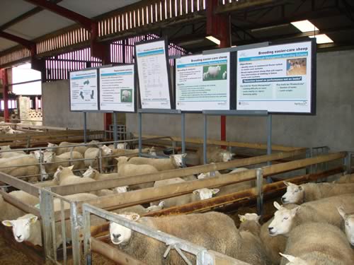 Are you feeding sheep or feeding sheep for a profit? Join the debate at AgriSearch farm walks later this month!