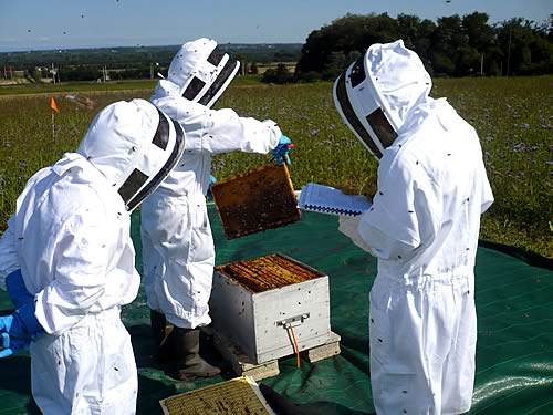 Bee Health