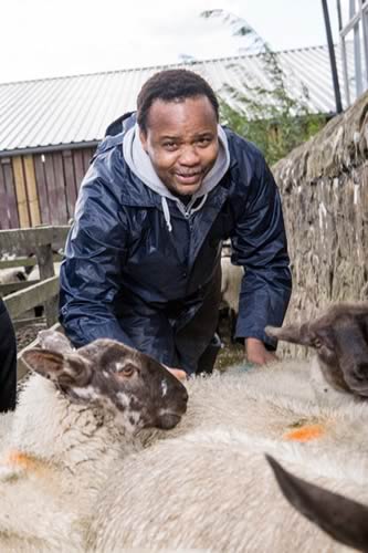 Sudent working with Sheep