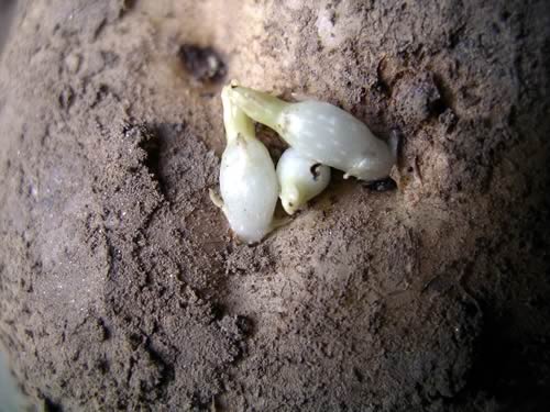Potato Sprout