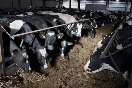 Lungworm a threat to dairy cows