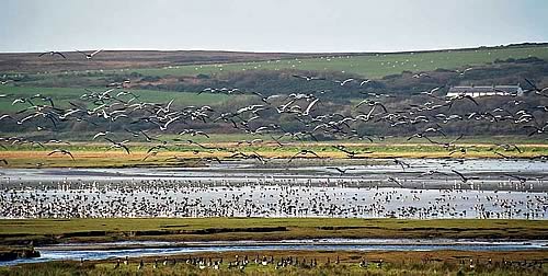 Geese on Loch Gruinart