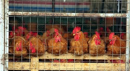 Hens