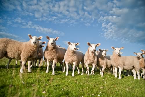 Lambs