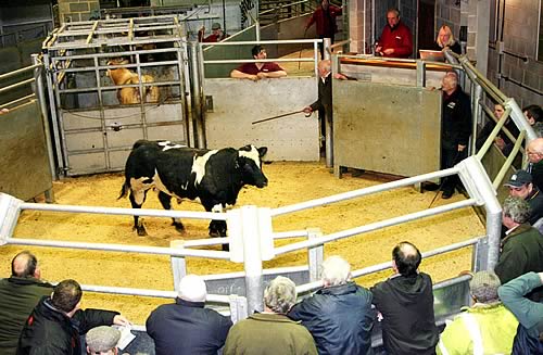 John Fawcett (holding stick) is pictured in the Skipton ring with his latest red rosette-winning young feeding bull.