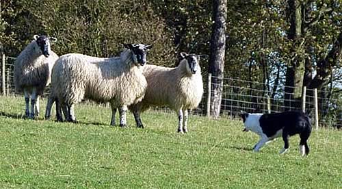 sheepdog