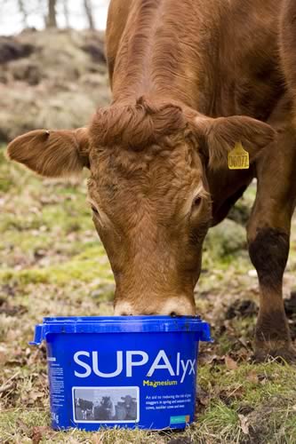 Supalyx