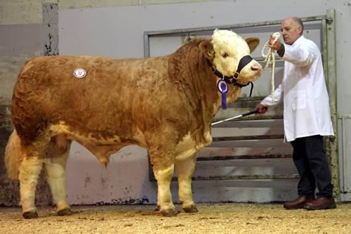 Top priced bull at 3,000gns was the second prize winning Kilbride Farm Dante shown by Norman Robson, Doagh.