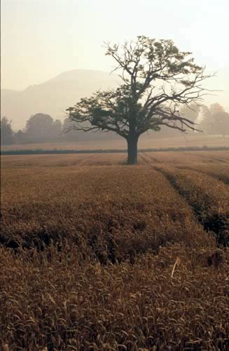 Barley