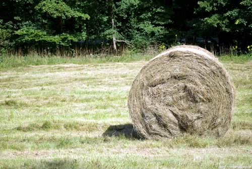 Hay