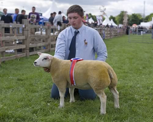 Any other continental sheep champ