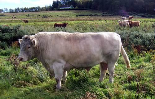 Whitebred Shorthorn Bull