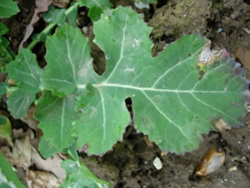 Winter Leaf Spot