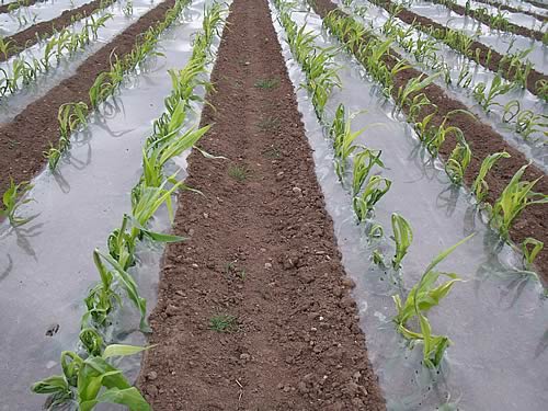 maize growing under plastic