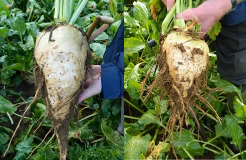 Fodder beet variety Blizzard (left) has a low dirt tare, unlike sugar beet-type varieties in which ‘fangs’ trap soil onto the root.