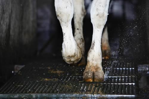 Vink Hoofcare Spray Mat