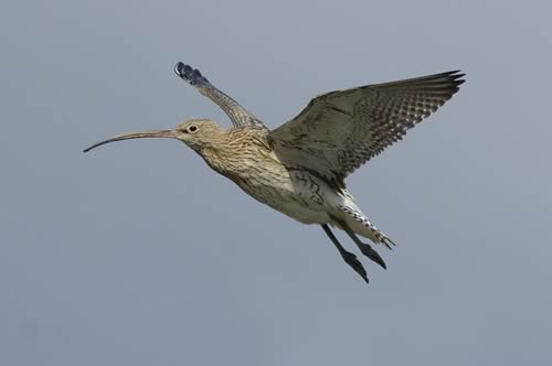 Curlew