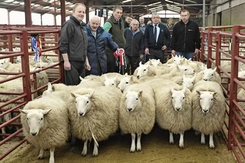 Champion Hill Cheviot Hoggs W. & J. Glendinning, Crawesknowe