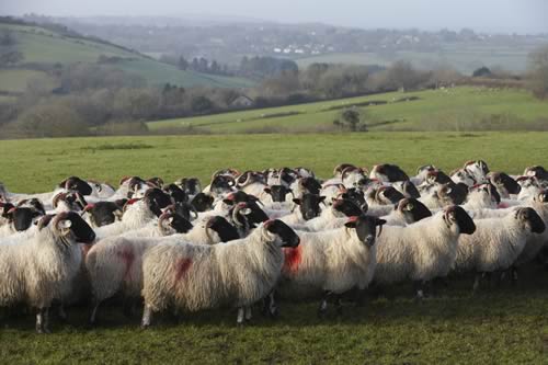 Vaccination of a large proportion of sheep roaming tick-infested upland pastures helps stop louping-ill from spreading.