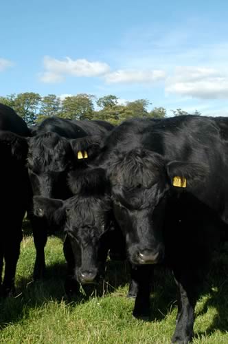 Angus heifers
