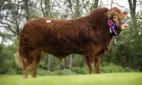 Millington Hampton Supreme Champion 7,000gns