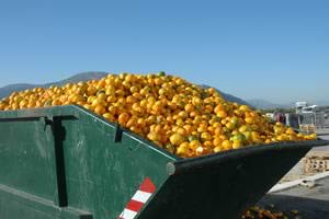 Food Waste