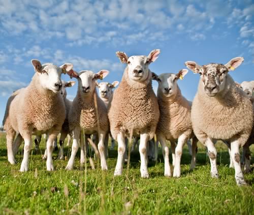 Lambs