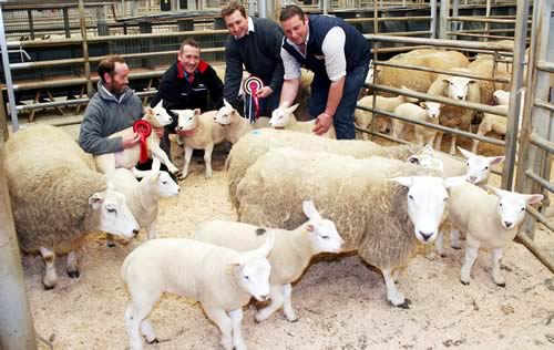 Pictured with the Skipton ewes with lambs at foot champions are, from left, exhibitor Thomas Boothman, co-sponsor Ed Tinker, judge Richard Caton, and co-sponsor Robert Garth.