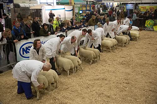 Judging taking place in the Beltex classes at the 2013 event.