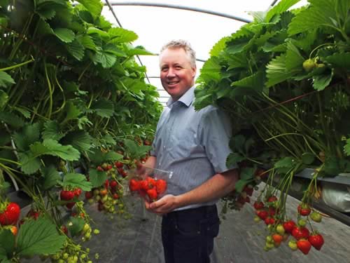 NI Soft Fruit Growers Association chairman Peter Donnelly of Dungannon is confident the ‘Love Local’ campaign will boost demand for fresh, high quality, strawberries, raspberries and gooseberries from local farms. “Locally grown and delivered promptly to retailers NI produce comes with that superb taste of freshness local consumers love.”