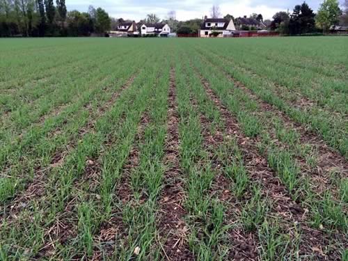 This crop of spring wheat which was established on heavy land in Suffolk using the Claydon System